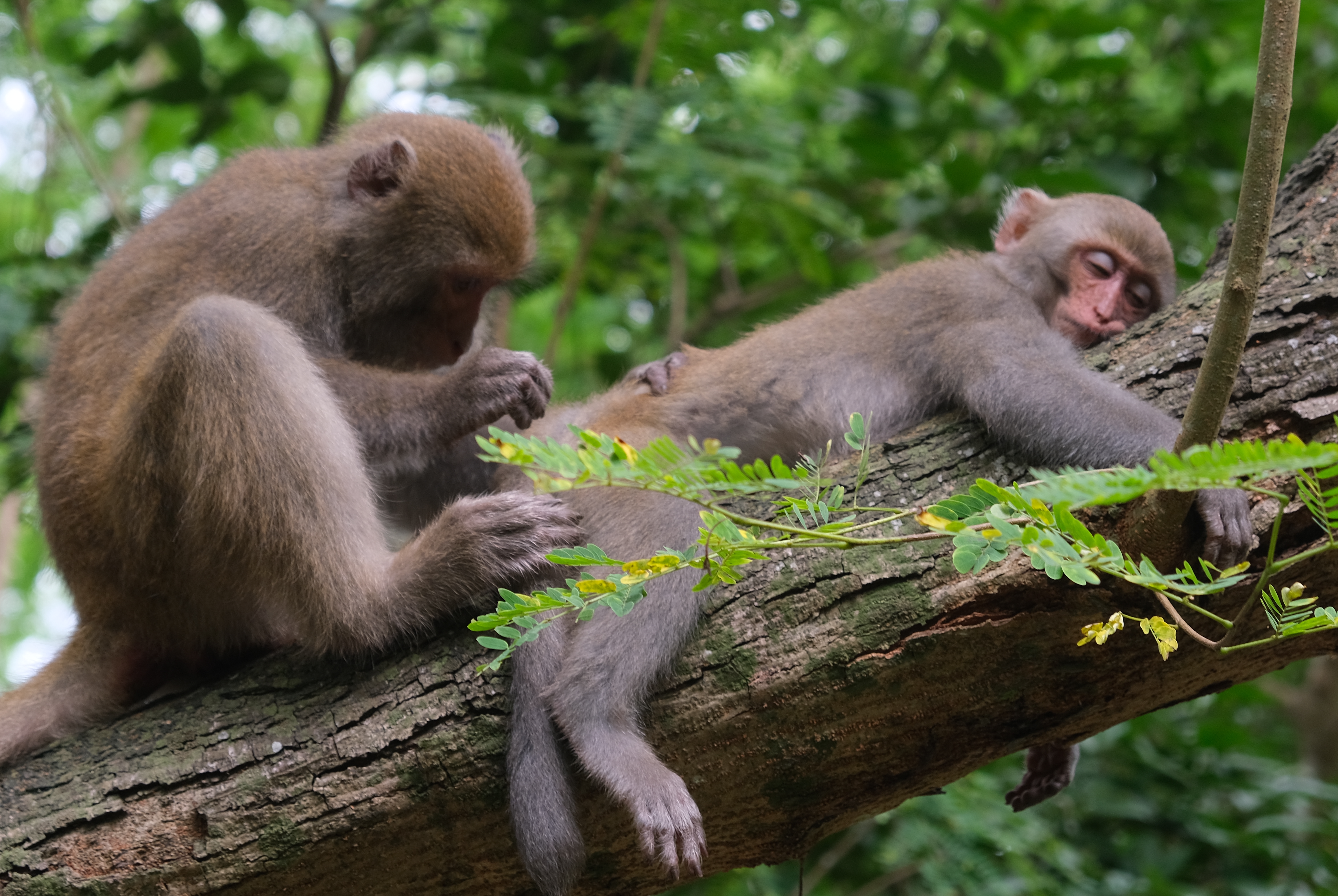 Formosa rock-monkey